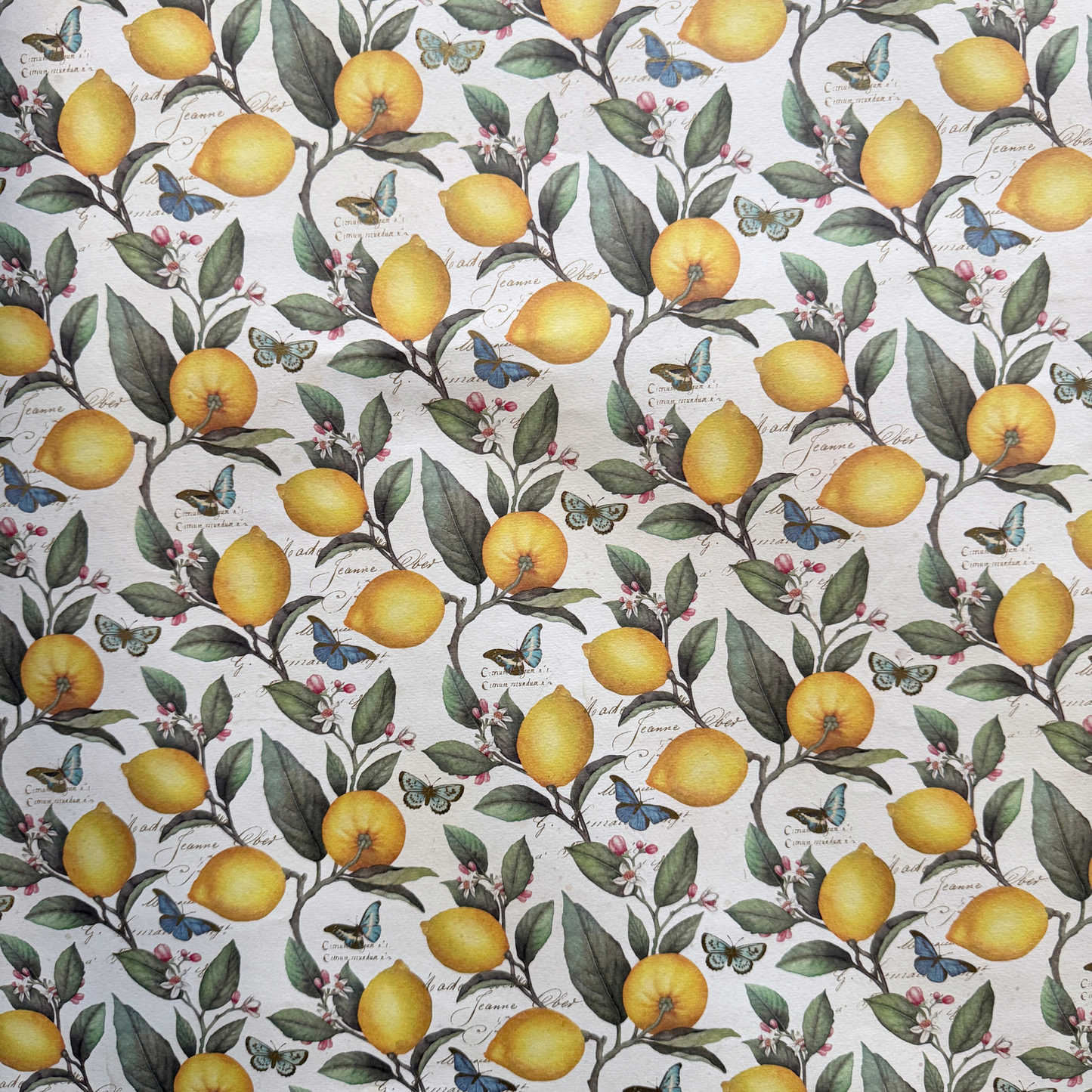 Citrus & Butterflies